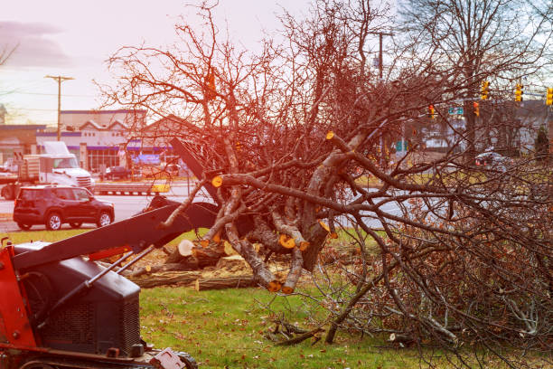 Reliable Mount Ivy, NY Tree Care Solutions