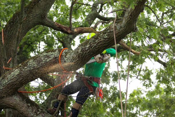 Best Tree Mulching  in Mount Ivy, NY