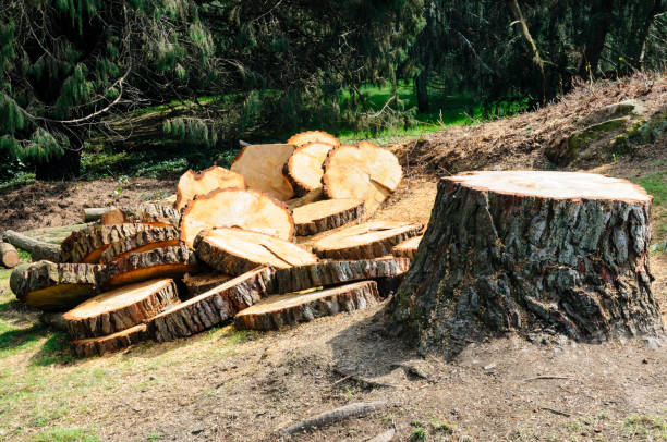 Tree and Shrub Care in Mount Ivy, NY